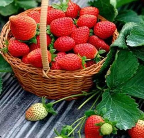 完整国产免费水莓100,免费品尝100份水莓的甜蜜诱惑  第1张